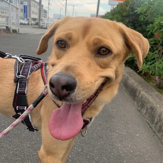 お散歩とおやつが大好きな【ブルペ】くん