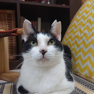 控えめな甘えん坊　あくびちゃん♀