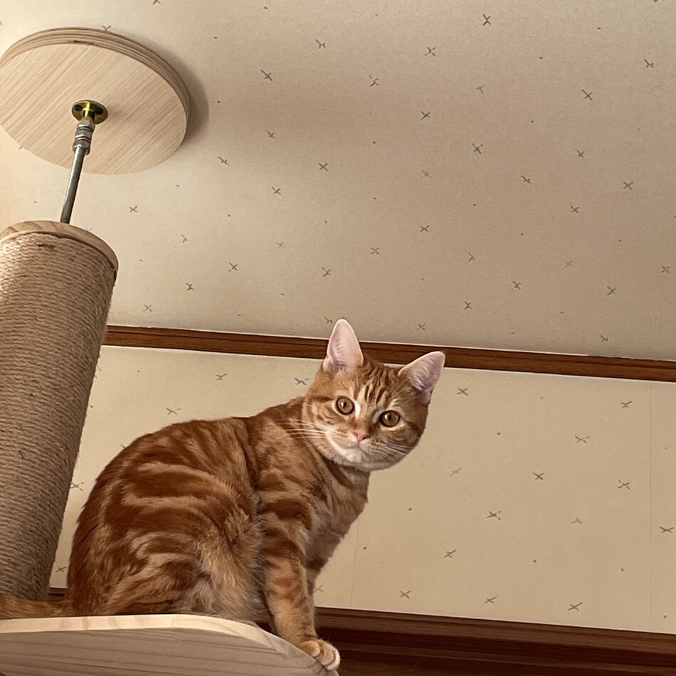 もものカバー写真