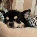 小さなチワワ女の子3歳