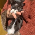 人懐っこい甘えん坊なくまくん
