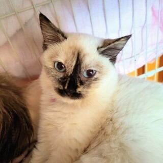 可愛いシャム系ブルーアイ女子