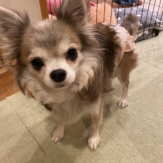 フレンドリーでとっても可愛いチワワのハリちゃん♪