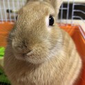 人慣れした甘えん坊ミニウサギ♀