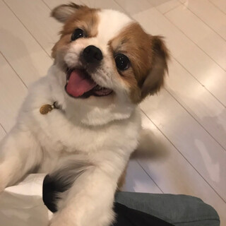 明るいペキニーズmixのタフィちゃん