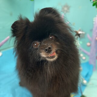 ポメラニアン