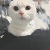 ほちゃけ
