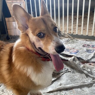 コーギー　3歳　男の子　テト君