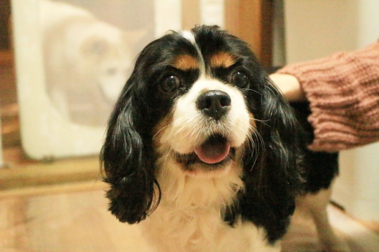 お顔をスリスリして甘える 愛知県 犬の里親募集 3964 ペットのおうち 月間利用者150万人