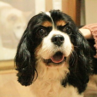 お顔をスリスリして甘える姿が可愛い♡マーテルちゃん