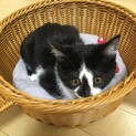 コアラ模様のハチワレ子猫