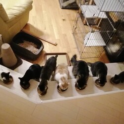 in春日井～子猫から成猫までの譲渡会 ちーむにゃいんず2021年12月18日(土) 