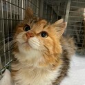 里親さま決定！人懐っこいメイちゃん♡