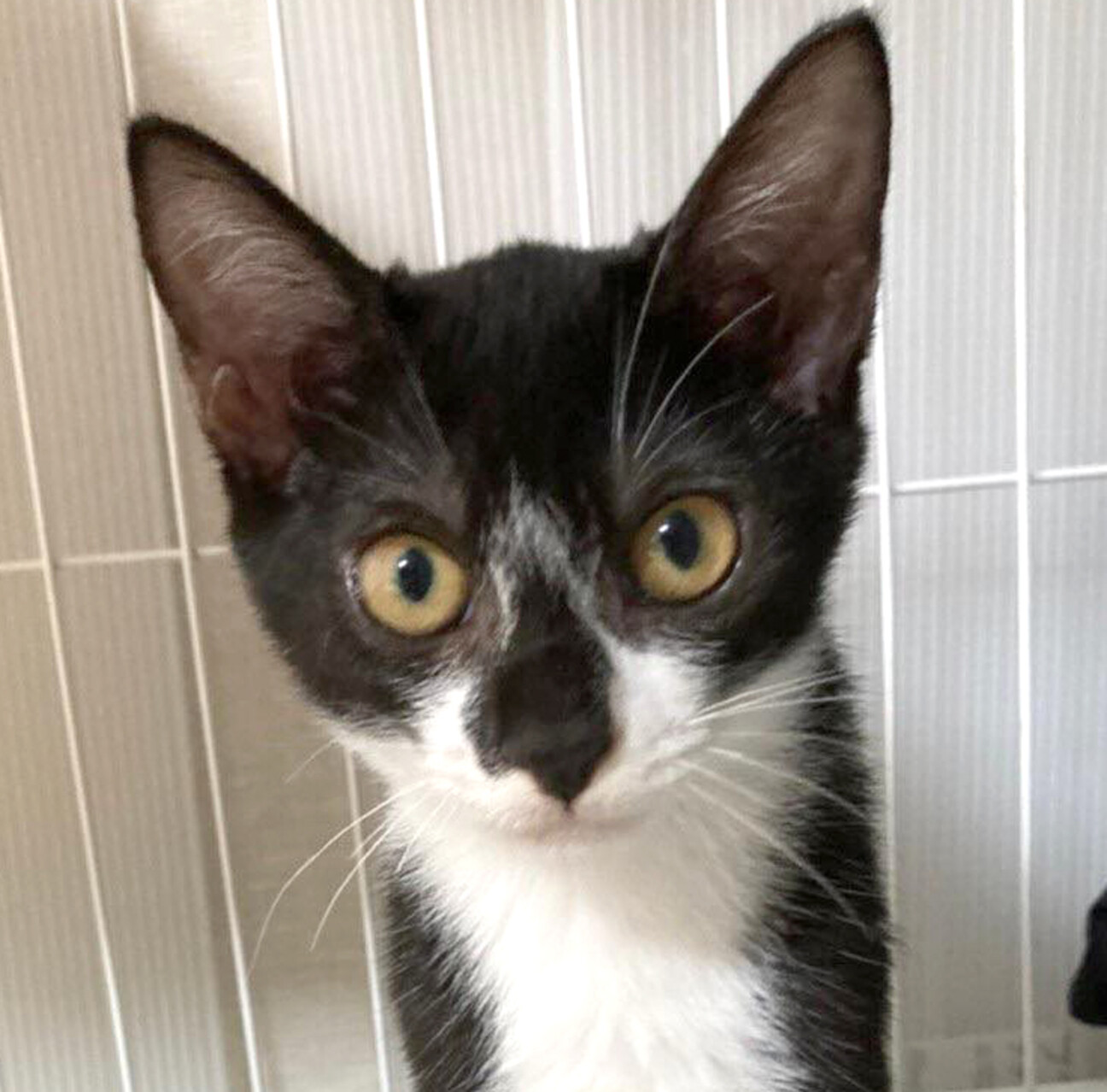 お茶目で元気いっぱい シ 岐阜県 猫の里親募集 ペットのおうち 月間利用者150万人