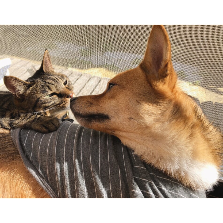 りんのカバー写真