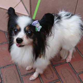 パピヨン５～６歳★控えめなポッキー君