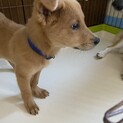 可愛い兄妹ダイヤの優しいお家を探しています