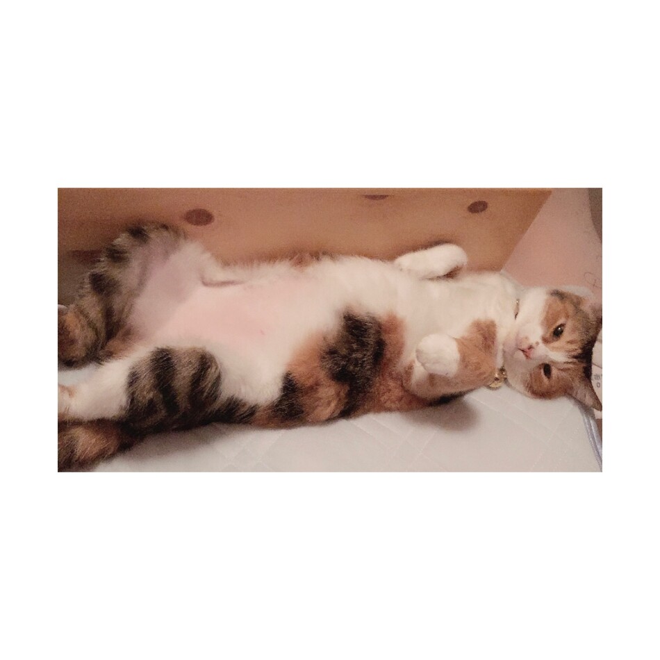ちっちのカバー写真