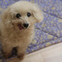 過酷な繁殖所から保護されたシニアプードル