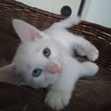 オッドアイの白くん