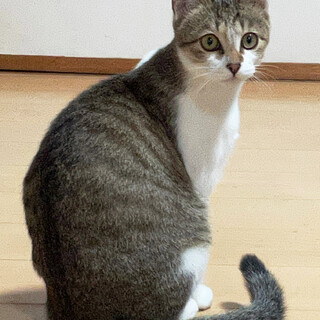 【島根県出雲市】人懐っこい白キジ１歳の女の子