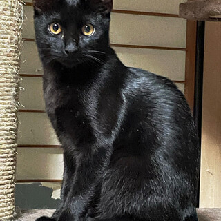 【島根県出雲市】１歳のクロネコの女の子