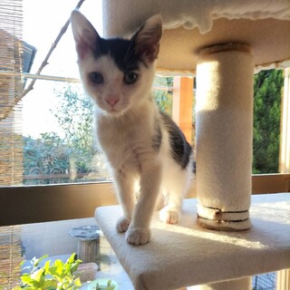 生後２ヶ月の甘えん坊の男の子！