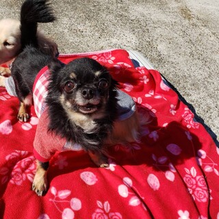 ロングコートチワワ　むさしくん