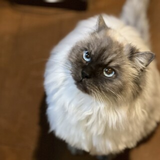 とても人懐っこい子です