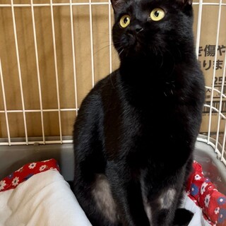 美人の黒猫ちゃん