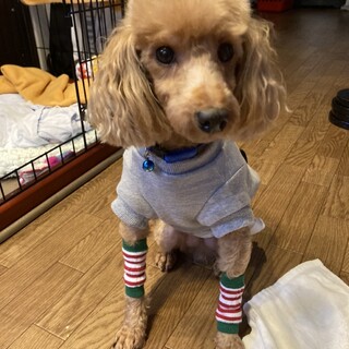トイプードル　チャチャくん