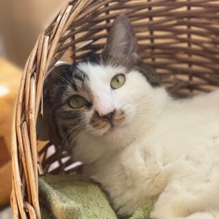 極太しっぽが可愛い！のんびり白キジきーちゃん