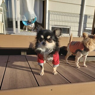 ロングコートチワワ　小次郎くん