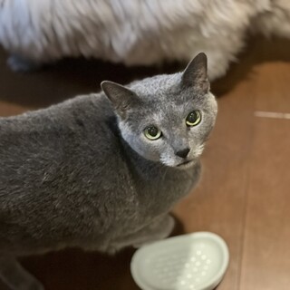 甘えん坊なロシアンブルー