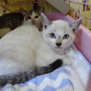 キリッと美形おすまし兄弟