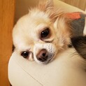 ロングコートチワワ　おりんちゃん