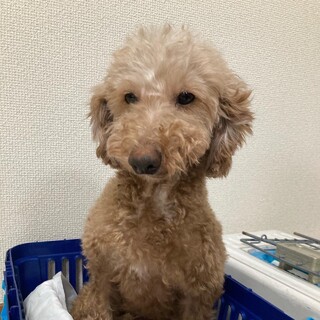 トイプードル　まいんちゃん