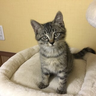 オスのキジ猫里親さん募集！