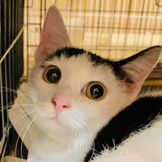 ②バニラ　白黒　7ヶ月 メス