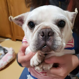 フレブル　サニーちゃん