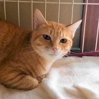 おっとり穏やかで　優しい子