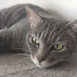 ♥可愛いグレー柄の女の子「あずき」♥約２歳半過ぎ♥