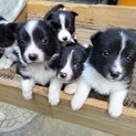 （募集停止）ボーダーコリーmixの子犬たち