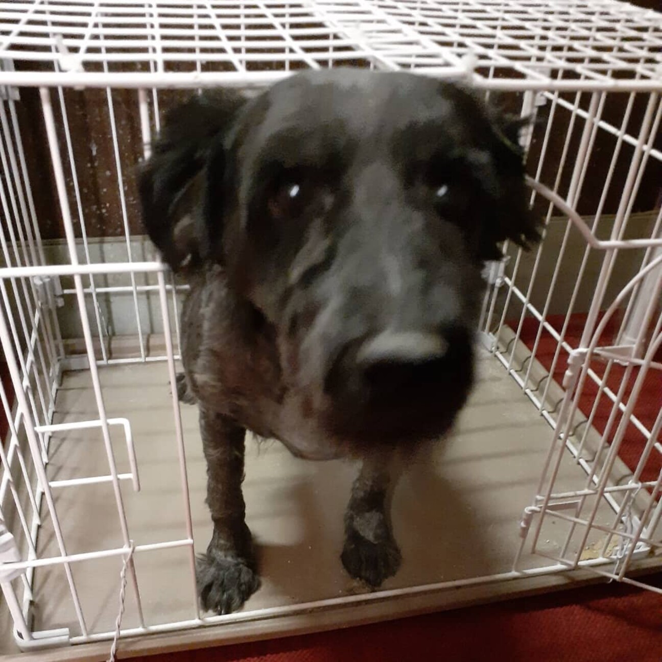 保護犬 シュナウザー 三重県 犬の里親募集 ペットのおうち 月間利用者150万人