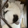 季紗