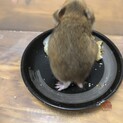 ゴールデンハムスター