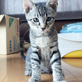 4兄弟 なぜかお声がかからないキジ君