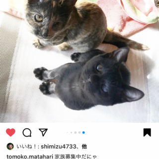 雑種メスオス４ヶ月