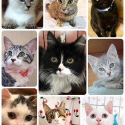 ねこざんまい譲渡会 サムネイル2