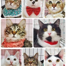 ねこざんまい譲渡会 サムネイル3